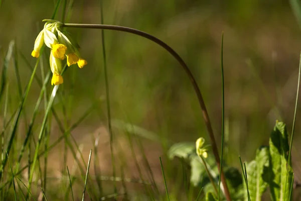 Macrophoto of Primula officinalis, primrose spring.  Meadow in Ukraine, Sumy region — Stock Photo, Image