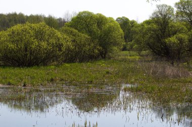 Ukrayna Sumy bölgesi Kuzey tarafında reed ile Panorama küçük nehir. Kumarhaneyi bitki örtüsü Salix sp. acarlar meadows