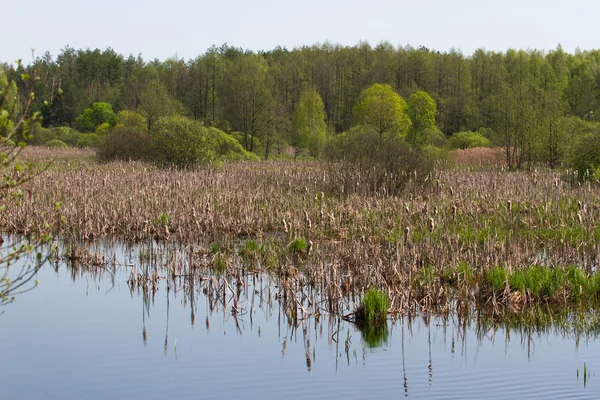 Panorama meandro río con caña en la parte norte de Ucrania, región de Sumy. Vegetación ribereña Salix sp. Pradera inundada — Foto de Stock