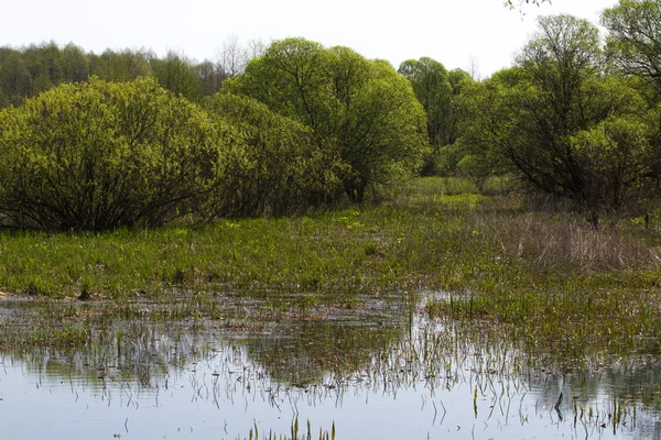Panorama pequeño río con caña en la parte norte de Ucrania, región de Sumy. Vegetación ribereña Salix sp. Prados inundados — Foto de Stock