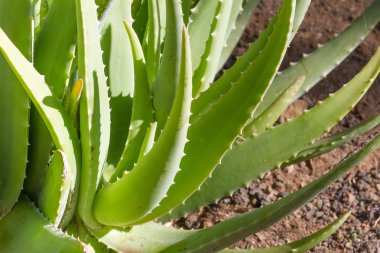 Tıbbi aloe vera bitki yaprakları