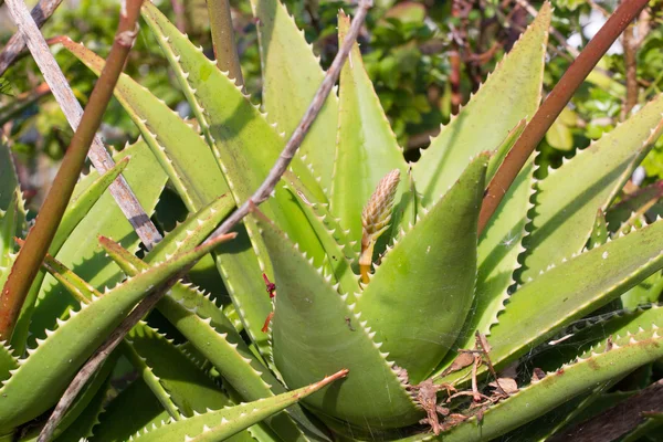 stock image Leaves of medicinal aloe vera plant