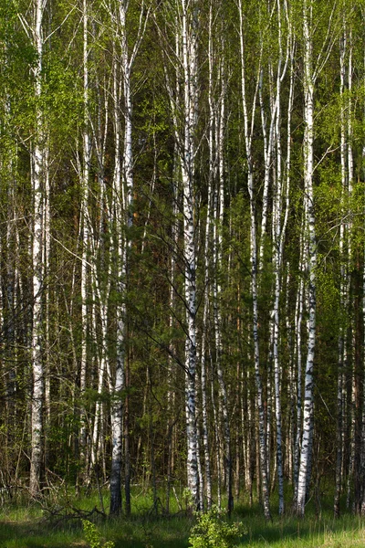 Bouleau à la frontière avec le Belarus et la Russie. Situé en Ukraine, région de Sumy, Polissya — Photo