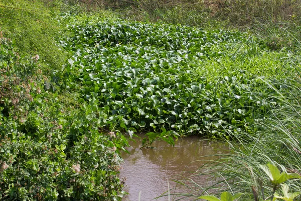 Eichornia crassipes in dirty river, indien, andaman inseln — Stockfoto