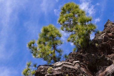 Pinus ormanı canariensis. Tenerife, yol Pinolere için Teide çam ağacı