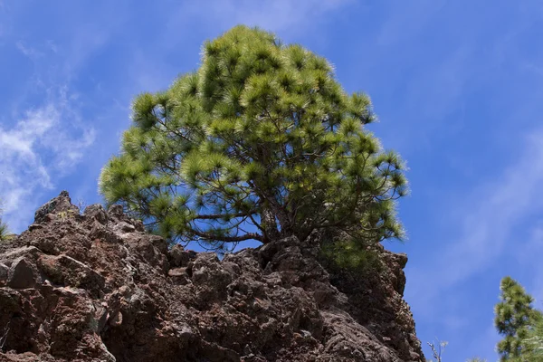 Bosque de Pinus canariensis. Pino en Tenerife, camino Pinolere al Teide —  Fotos de Stock