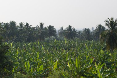 Humpi City, Hindistan, Karnataka muz plantasyon. Organik tarım gıda üretimi