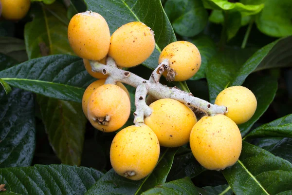 Frutos amarillos maduros de níspero. Eriobotrya japonica macro —  Fotos de Stock