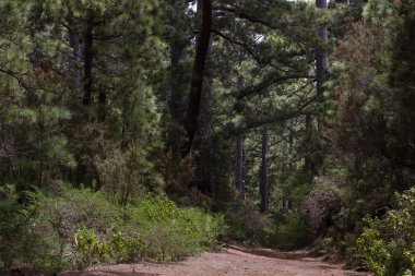 Çam ormanı, Tenerife, Pinolere, Kanarya Adaları, toprak yol. Pinus canariensis