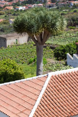 Tenerife, Kanarya Adası 'nda çatı arka plan süsleme terakota kırmızı fayans