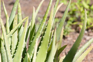 Tıbbi aloe vera bitki yaprakları