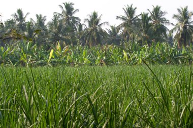 Humpi City, Hindistan, Karnataka muz plantasyon. Organik tarım gıda üretimi
