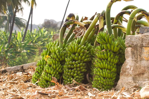 Manojo de plátanos en una plantación de plátanos en la India —  Fotos de Stock