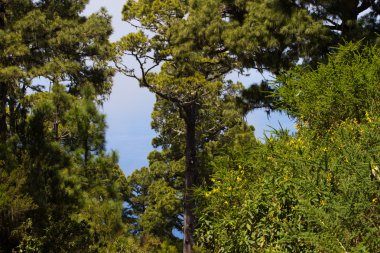 Kanarya pines, pinus canariensis Tenerife, yol Teide Yanardağı