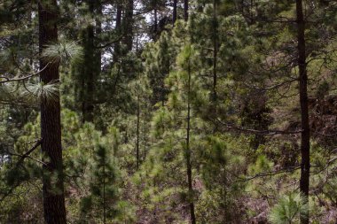 Pinus ormanı canariensis. Tenerife, yol Pinolere için Teide çam ağacı