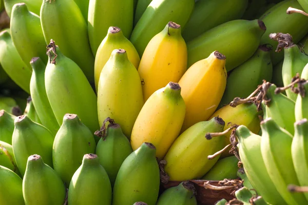 Manojo de plátanos en plantación de abanana en la India —  Fotos de Stock