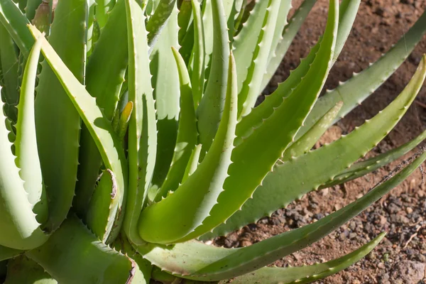 Daun tanaman vera aloe herbal — Stok Foto