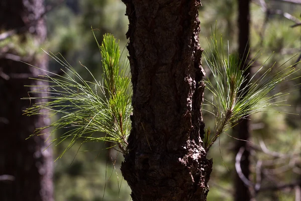 숲의 Pinus canariensis입니다. 테네리페, 테이에 Pinolere도로에 파인 트리 — 스톡 사진
