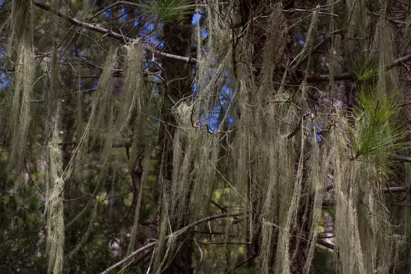 Capelli lunghi di Usnea barbata. Vecchia pineta a Tenerife, Canarie — Foto Stock