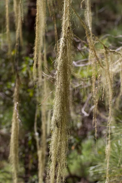 Capelli lunghi di Usnea barbata. Vecchia pineta a Tenerife, Canarie — Foto Stock