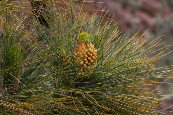 Lesní Pinus canariensis. Borovice v Tenerife, silniční Pinolere na Teide — Stock fotografie