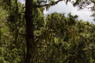 Pinus ormanı canariensis. Tenerife, yol Pinolere için Teide çam ağacı