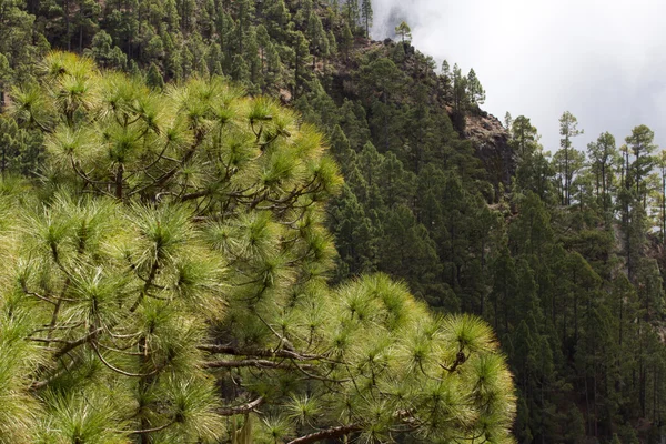 Skogen av Pinus canariensis. Tall i Teneriffa, road Pinolere till Teide — Stockfoto