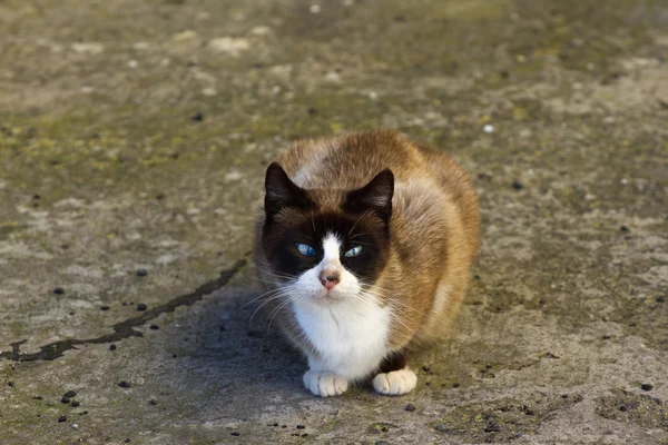 Katze sitzt draußen und wartet Besitzer. beaty pussy, teneriffa, la florida — Stockfoto