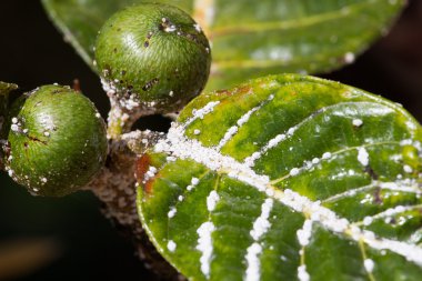 Mealybug yaprak incir üzerinde. Bitki yaprak biti böcek istilası 