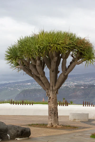 Een boom van Dracaena draco. Symbool van de Canarische eilanden — Stockfoto