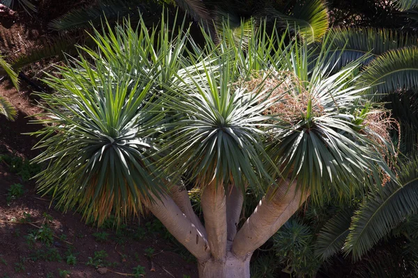 Egy fa Dracaena draco. Szimbólum Kanári szigetek — Stock Fotó