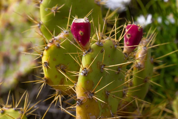 Fleurs et fruits de cactus de poire piquante Opuncia vulgaris — Photo