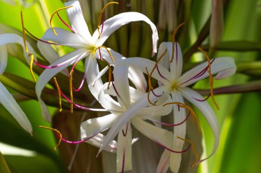 Bir kürk-ağaç veya çam yeşil dikenli dalları. Tenerife, Kanarya Adası orman