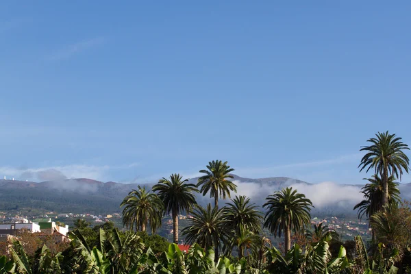 Palmiye ağacı ile peyzaj. Phoenix dactylifera, Tenerife, La Orotava manzaralı.