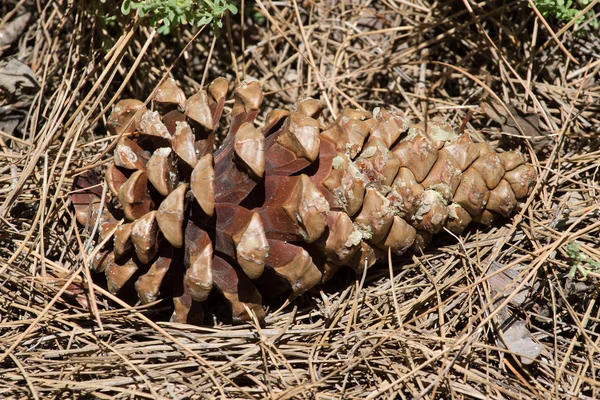 Cone de pinheiro. Ramos espinhosos verdes de uma árvore de pele. Tenerife, Floresta das Canárias — Fotografia de Stock