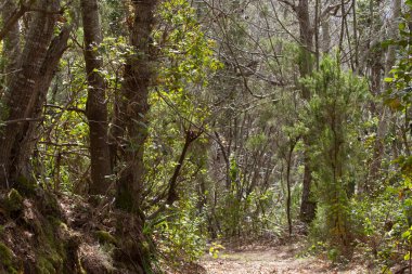 Bir kürk-ağaç veya çam yeşil dikenli dalları. Tenerife, Kanarya Adası orman