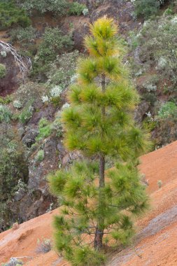 Bir kürk-ağaç veya çam yeşil dikenli dalları. Tenerife, Kanarya Adası orman