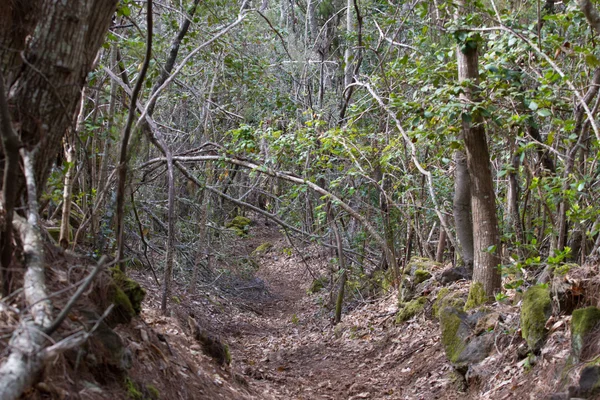Grüne stachelige Zweige einer Tanne oder Kiefer. Teneriffa, kanarischer Inselwald — Stockfoto