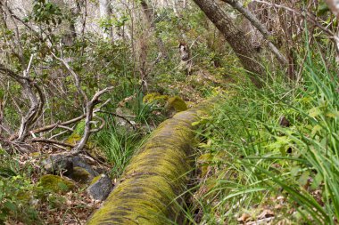 Antik taş su kemeri çam ormanı yakınındaki şehir Los Realejos, Tenerife, İspanya