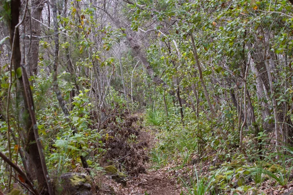 Grüne stachelige Zweige einer Tanne oder Kiefer. Teneriffa, kanarischer Inselwald — Stockfoto