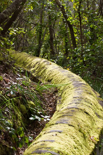 Antike Steinaquädukt im Kiefernwald in der Nähe der Stadt los realejos, Teneriffa, Spanien — Stockfoto