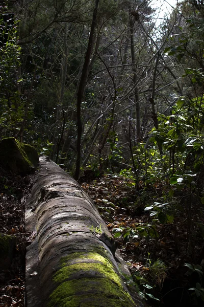 Antik sten akvedukt i tallskogen nära staden i Los Realejos, Teneriffa, Spanien — Stockfoto