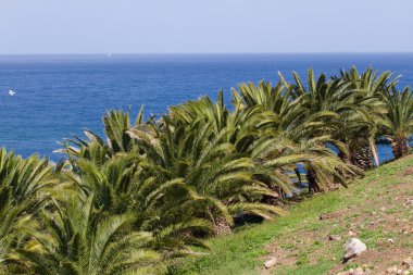 Manzara Kanarya palmiye ağacı, Phoenix canariensis. Hisse senedi tarihleri fotoğraf