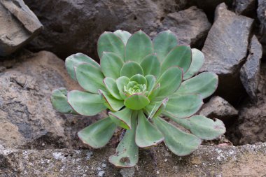 Makro fotoğraf sulu Aeonium arboreum. Yatak odası lahana