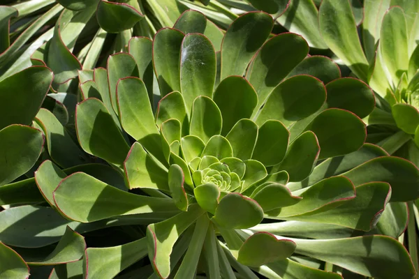 Macro foto do suculento Aeonium arboreum. Repolho do quarto — Fotografia de Stock