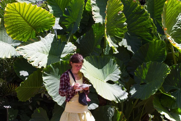 Кущ в саду Alocasia острів Макронісос, Тенеріфе. Тропічний завод, дівчина написати у примітці — стокове фото