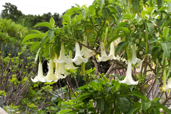 Grande arbusto no jardim Brugmansia arborea. Flor de sino, Datura — Fotografia de Stock