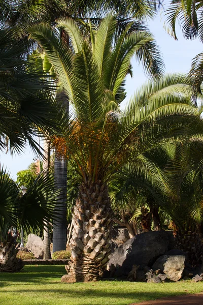 Grand palmier de Phoenix canariensis. Dates Canaries, symbole. Tenerife, Espagne — Photo