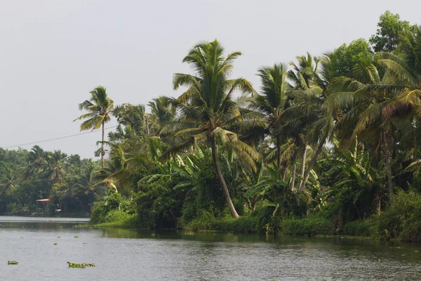 Allepey city auf dem Wasser. Rückstau, Reisplantage, Kokospalmen-Mangobaum. Flusslandschaft — Stockfoto