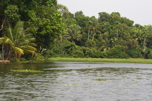 Allepey city on water. Backwater, rice plantation, coconuts palm mango tree. River landscape — Stock Photo, Image